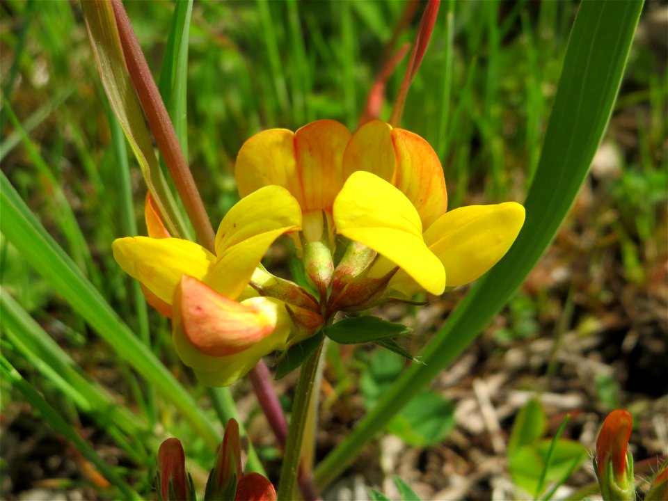Gewöhnlicher Hornklee (Lotus corniculatus) in Bruchmühlbach-Miesau