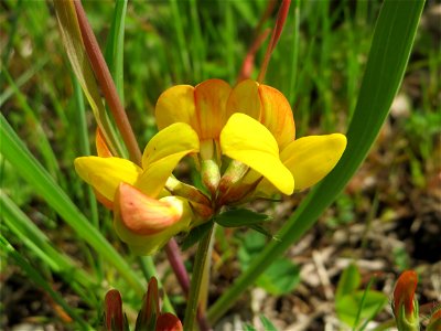 Gewöhnlicher Hornklee (Lotus corniculatus) in Bruchmühlbach-Miesau
