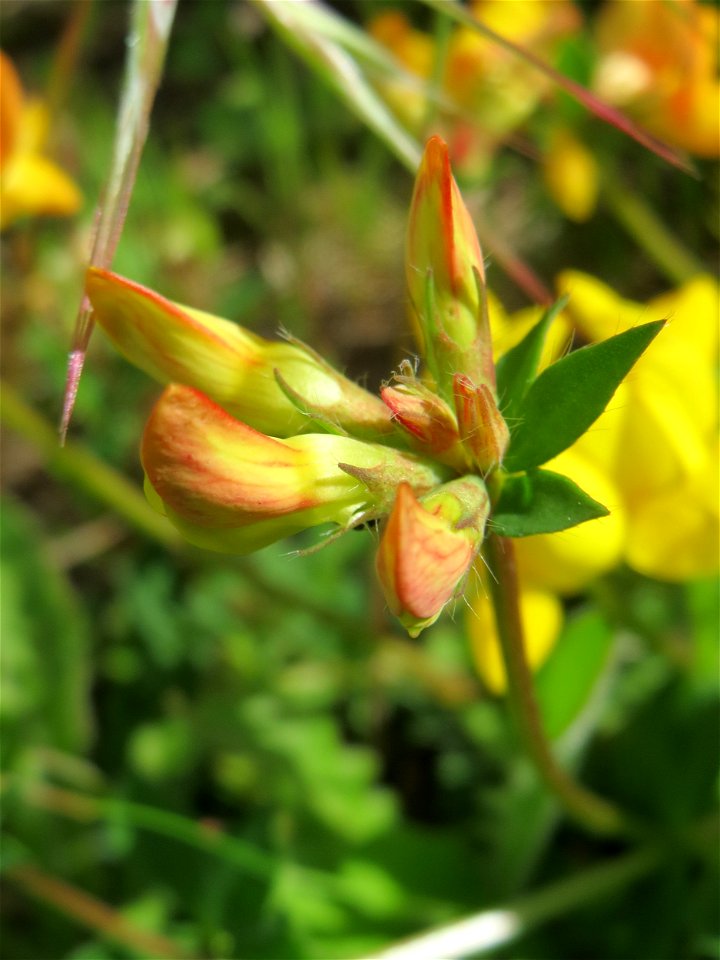 Gewöhnlicher Hornklee (Lotus corniculatus) in Bruchmühlbach-Miesau
