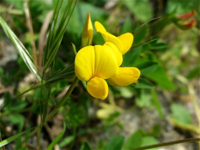 Gewöhnlicher Hornklee (Lotus corniculatus) am Bahnhof Brebach in Saarbrücken