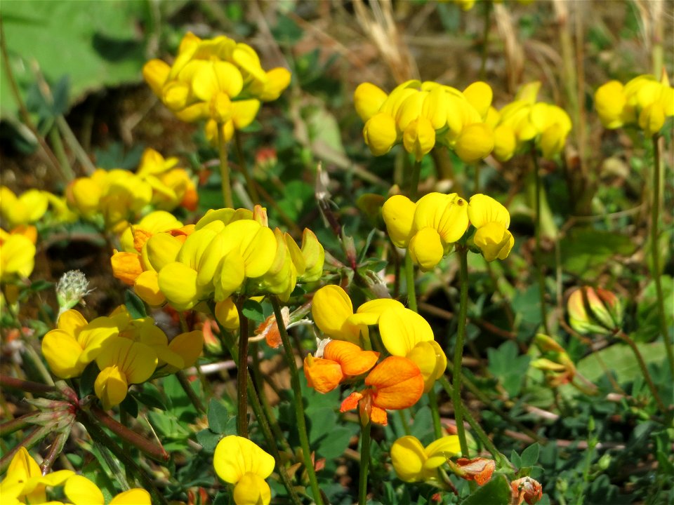 Gewöhnlicher Hornklee (Lotus corniculatus) in der Saaraue Güdingen