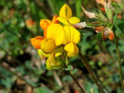 Gewöhnlicher Hornklee (Lotus corniculatus) in der Saaraue Güdingen
