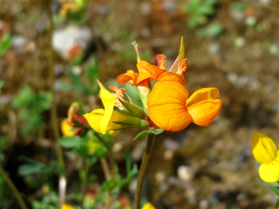 Gewöhnlicher Hornklee (Lotus corniculatus) in der Saaraue Güdingen