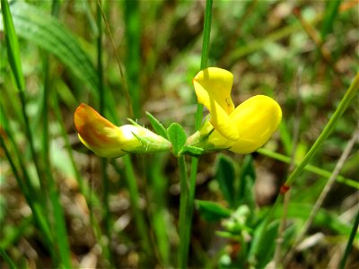 Gewöhnlicher Hornklee (Lotus corniculatus) in der Schwetzinger Hardt - an der Bahnstrecke Mannheim-Karlsruhe findet sich ein kleines Sandmagerrasen-Biotop mit typischer Binnendünen-Vegetation