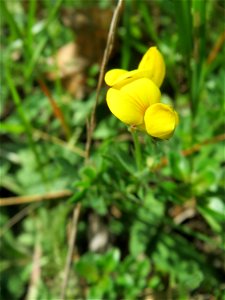 Gewöhnlicher Hornklee (Lotus corniculatus) in der Schwetzinger Hardt - an der Bahnstrecke Mannheim-Karlsruhe findet sich ein kleines Sandmagerrasen-Biotop mit typischer Binnendünen-Vegetation