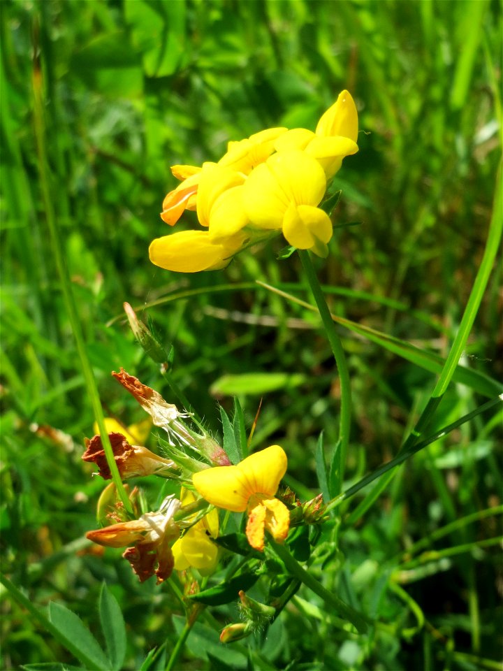 Gewöhnlicher Hornklee (Lotus corniculatus) im Naturschutzgebiet „St. Arnualer Wiesen“