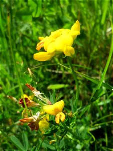 Gewöhnlicher Hornklee (Lotus corniculatus) im Naturschutzgebiet „St. Arnualer Wiesen“