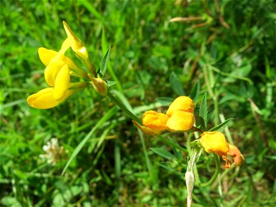 Gewöhnlicher Hornklee (Lotus corniculatus) im Naturschutzgebiet „St. Arnualer Wiesen“