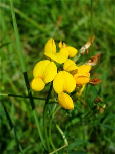 Gewöhnlicher Hornklee (Lotus corniculatus) im Naturschutzgebiet „St. Arnualer Wiesen“