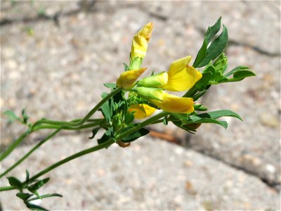 Ritzenbotanik: Gewöhnlicher Hornklee (Lotus corniculatus) in Sankt Arnual