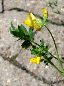 Ritzenbotanik: Gewöhnlicher Hornklee (Lotus corniculatus) in Sankt Arnual