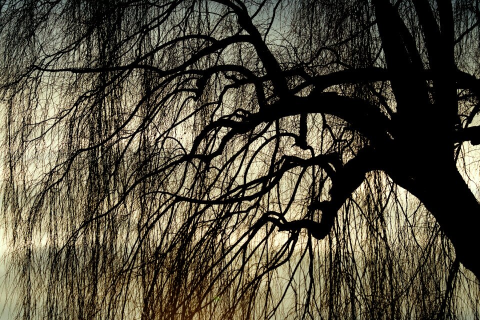 Deciduous tree nature branches