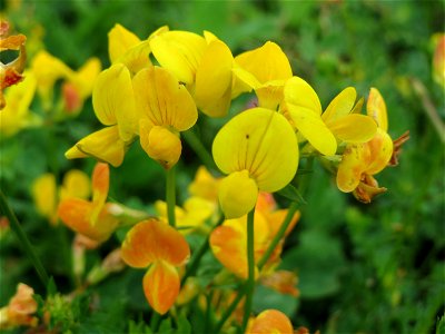 Gewöhnlicher Hornklee (Lotus corniculatus) im Naturschutzgebiet „Steinbachtal / Netzbachtal“