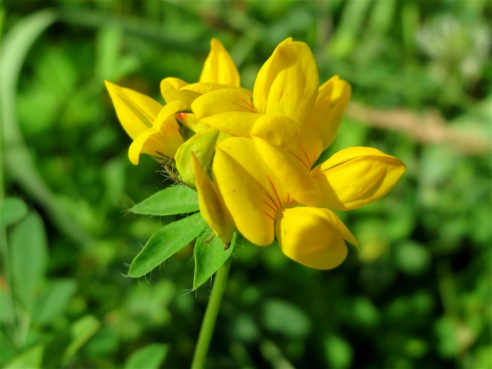 Gewöhnlicher Hornklee (Lotus corniculatus) im Naturschutzgebiet „St. Arnualer Wiesen“