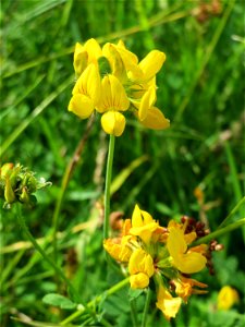 Gewöhnlicher Hornklee (Lotus corniculatus) im Naturschutzgebiet „St. Arnualer Wiesen“
