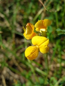 Gewöhnlicher Hornklee (Lotus corniculatus) an der A 620 in Alt-Saarbrücken