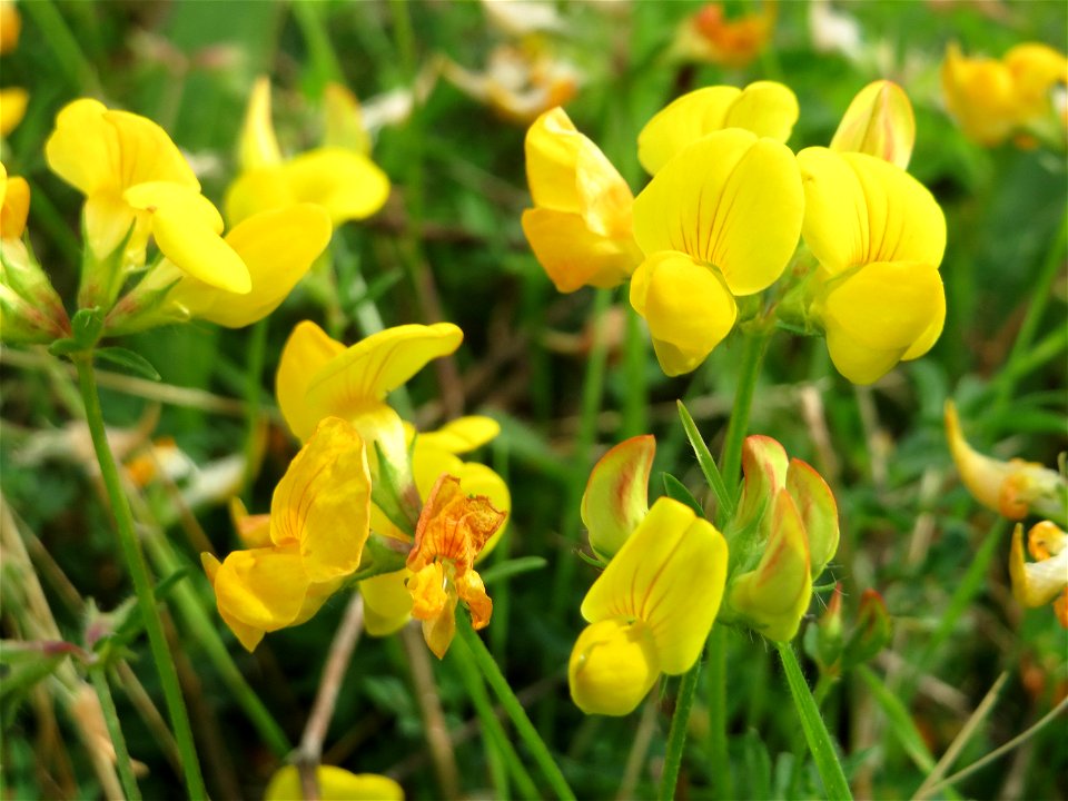 Gewöhnlicher Hornklee (Lotus corniculatus) am Bahnhof Bruchmühlbach-Miesau