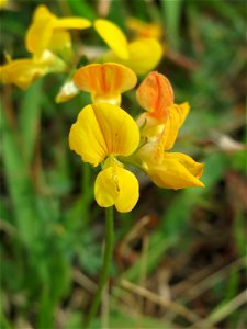 Gewöhnlicher Hornklee (Lotus corniculatus) am Bahnhof Bruchmühlbach-Miesau