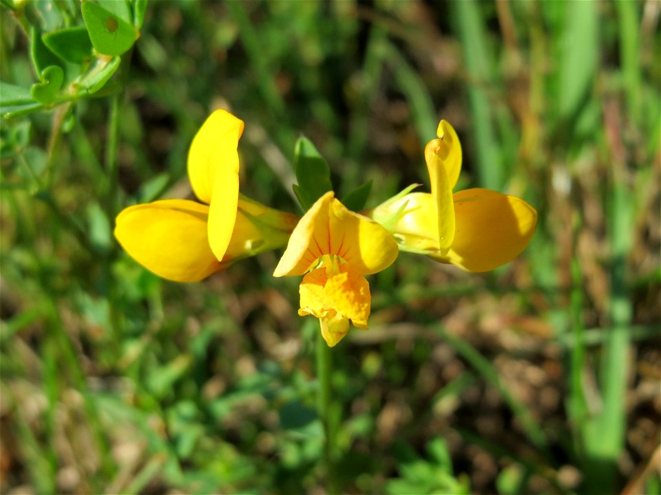 Gewöhnlicher Hornklee (Lotus corniculatus) an der A 620 in Alt-Saarbrücken