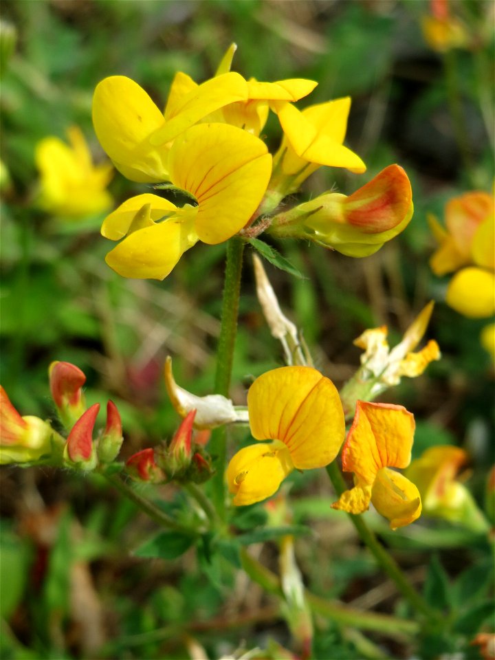 Gewöhnlicher Hornklee (Lotus corniculatus) am Bahnhof Bruchmühlbach-Miesau