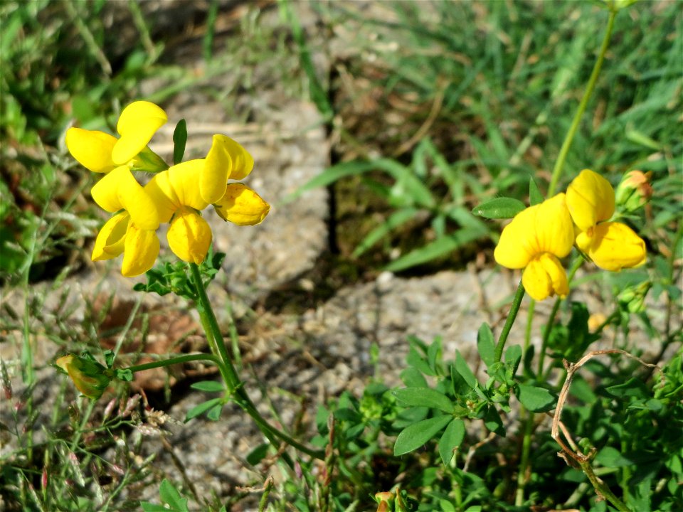 Ritzenbotanik: Gewöhnlicher Hornklee (Lotus corniculatus) auf Pflastersteinen in Reilingen