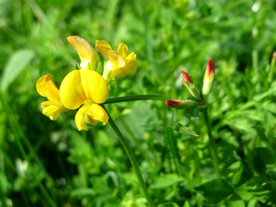 Gewöhnlicher Hornklee (Lotus corniculatus) im Bürgerpark Saarbrücken