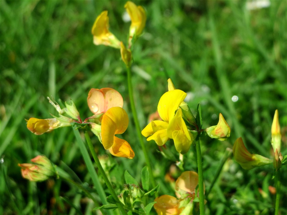 Gewöhnlicher Hornklee (Lotus corniculatus) im Bürgerpark Saarbrücken