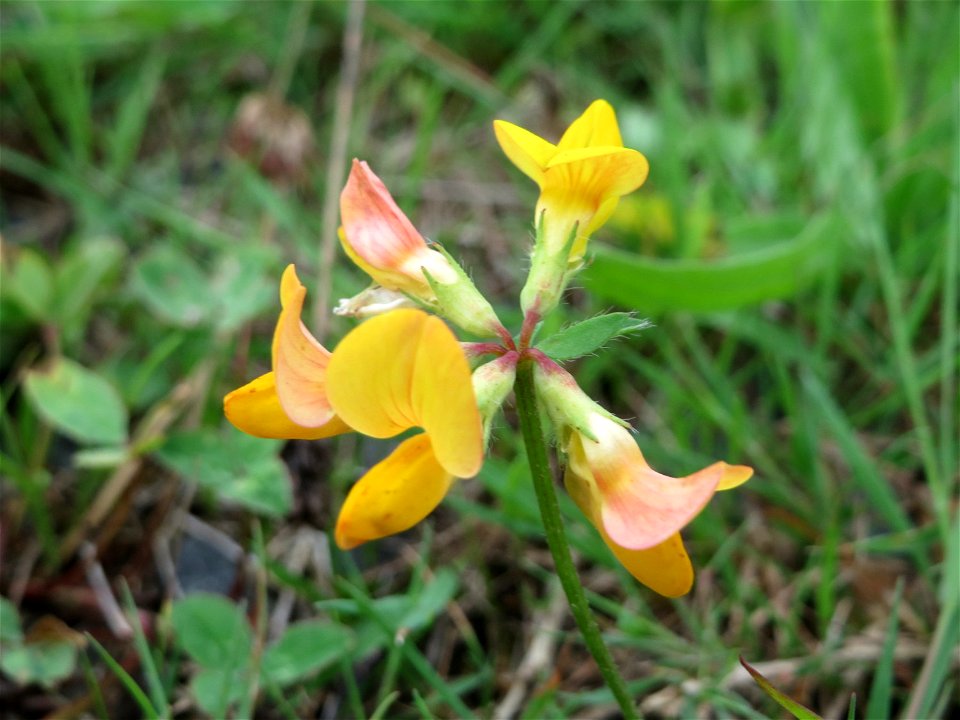 Gewöhnlicher Hornklee (Lotus corniculatus) am Bahnhof Bruchmühlbach-Miesau