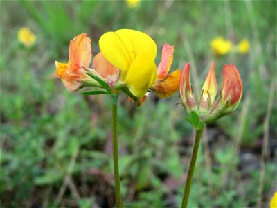 Gewöhnlicher Hornklee (Lotus corniculatus) am Bahnhof Bruchmühlbach-Miesau