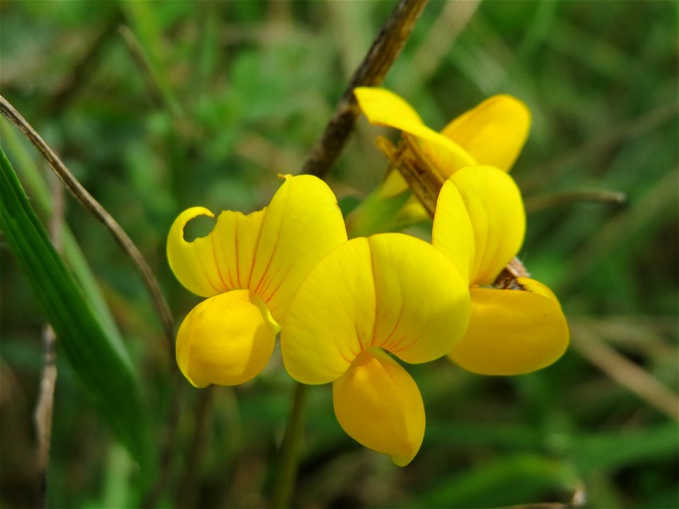 Gewöhnlicher Hornklee (Lotus corniculatus) auf einem besonderen Biotop bei Nußloch (bez. bei LUBW "Magerrasen und Gehölze sö. Nußloch - Links am Baiertalerweg", kein Naturschutzgebiet)