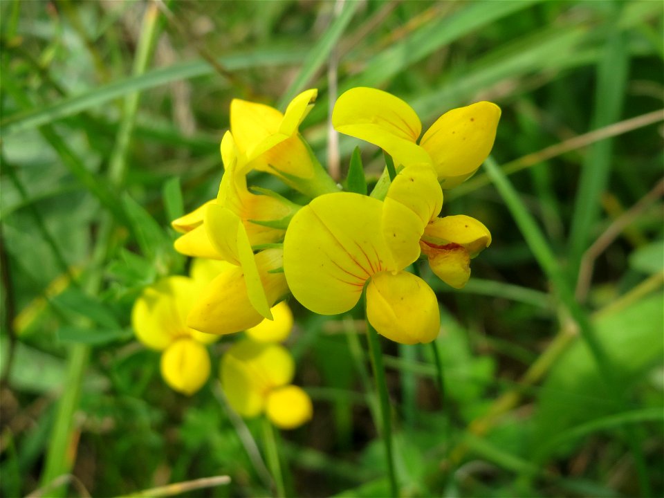 Gewöhnlicher Hornklee (Lotus corniculatus) auf einem besonderen Biotop bei Nußloch (bez. bei LUBW "Magerrasen und Gehölze sö. Nußloch - Links am Baiertalerweg", kein Naturschutzgebiet)