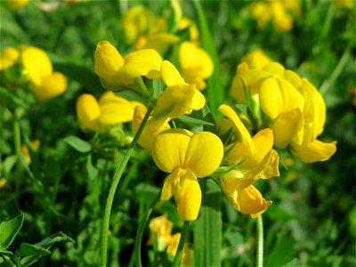 Gewöhnlicher Hornklee (Lotus corniculatus) in Hockenheim-Talhaus
