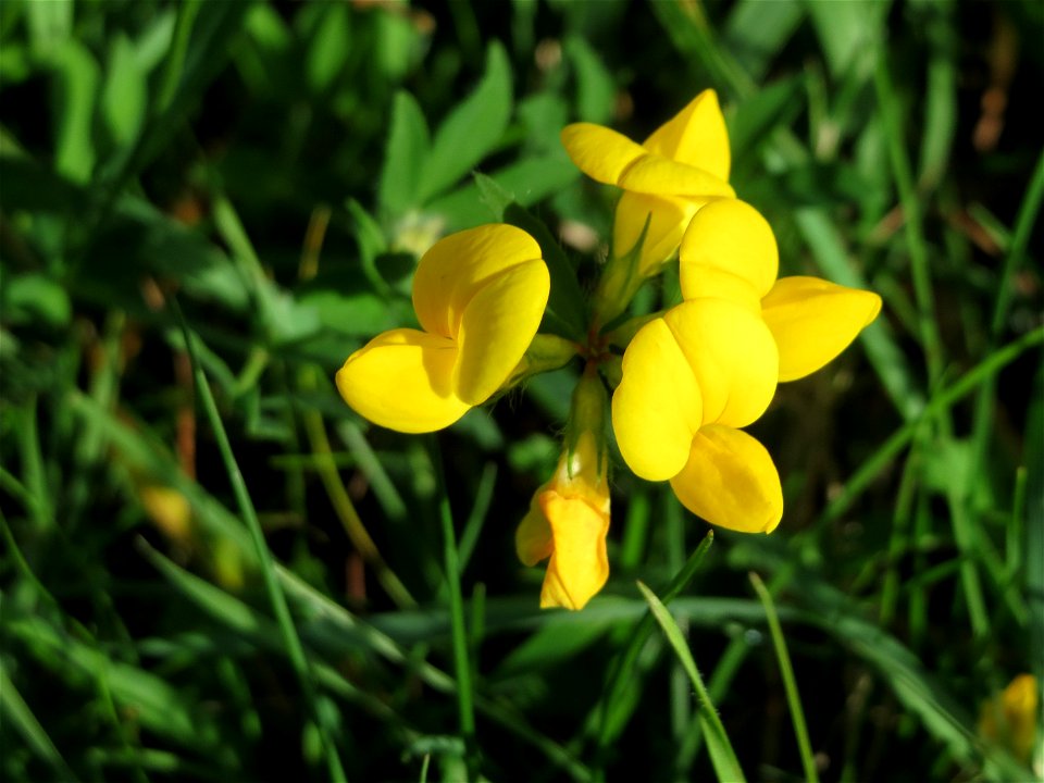 Gewöhnlicher Hornklee (Lotus corniculatus) auf einer Wiese oberhalb vom Osthafen in Saarbrücken