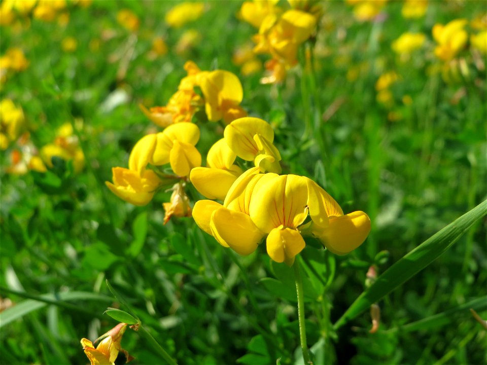 Gewöhnlicher Hornklee (Lotus corniculatus) in Hockenheim-Talhaus