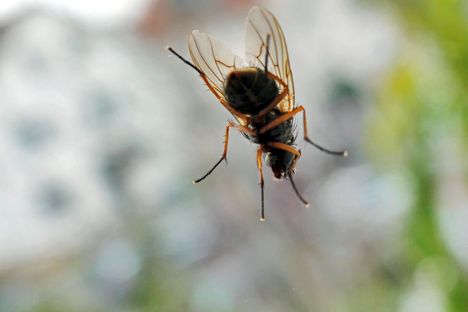 Flying macro animal world