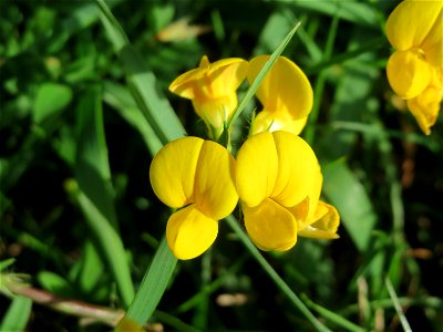 Gewöhnlicher Hornklee (Lotus corniculatus) auf einer Wiese oberhalb vom Osthafen in Saarbrücken