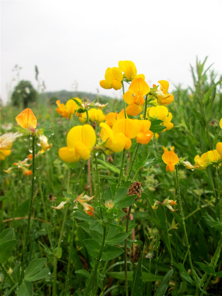 Gewöhnlicher Hornklee (Lotus corniculatus) auf einer Wiese oberhalb vom Osthafen Saarbrücken