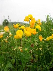 Gewöhnlicher Hornklee (Lotus corniculatus) auf einer Wiese oberhalb vom Osthafen Saarbrücken