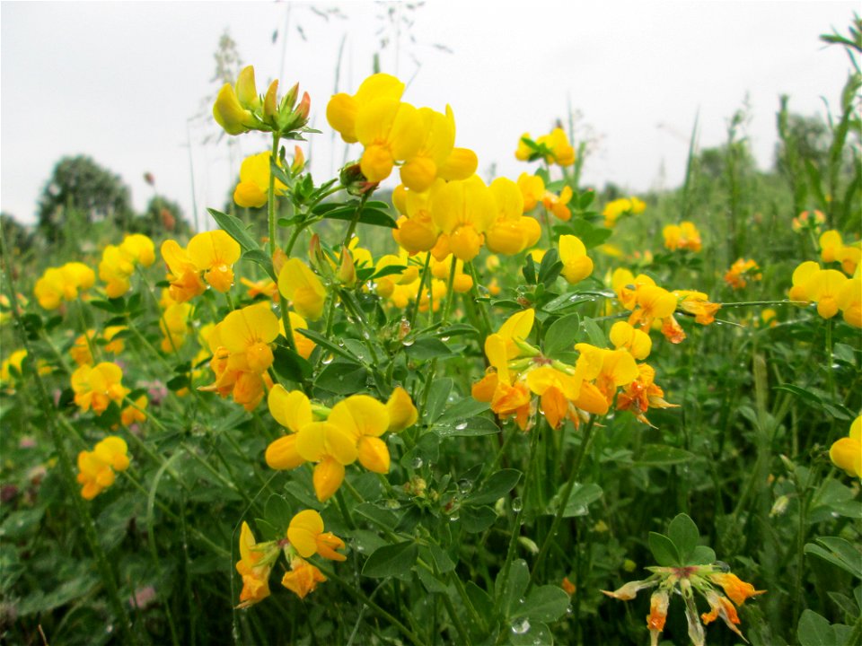 Gewöhnlicher Hornklee (Lotus corniculatus) auf einer Wiese oberhalb vom Osthafen Saarbrücken