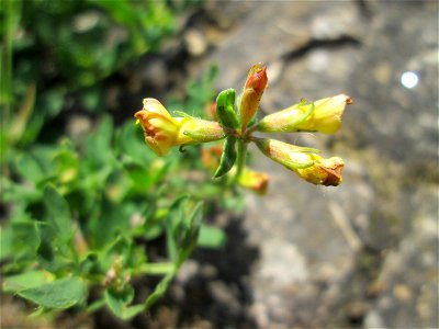 Gewöhnlicher Hornklee (Lotus corniculatus) nahe der Ostspange in Saarbrücken
