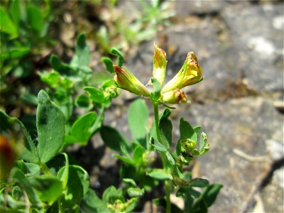 Gewöhnlicher Hornklee (Lotus corniculatus) nahe der Ostspange in Saarbrücken