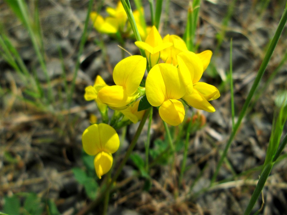Gewöhnlicher Hornklee (Lotus corniculatus) am Bahnhof Bruchmühlbach-Miesau