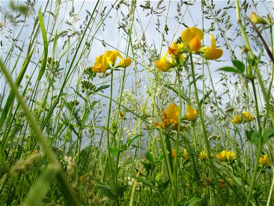 Wiesen-Platterbse (Lathyrus pratensis) auf einer Wiese in Hockenheim-Talhaus