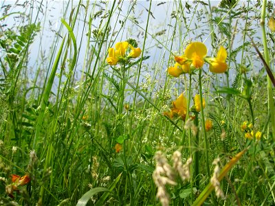 Wiesen-Platterbse (Lathyrus pratensis) auf einer Wiese in Hockenheim-Talhaus