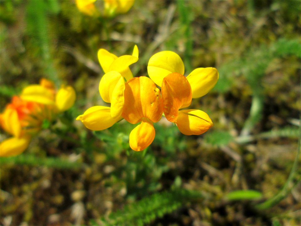 Gewöhnlicher Hornklee (Lotus corniculatus) an der A 620 in Alt-Saarbrücken