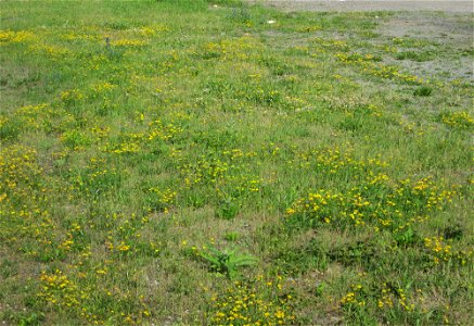 Gewöhnlicher Hornklee (Lotus corniculatus) am Bahnhof Bruchmühlbach-Miesau