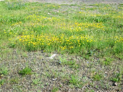 Gewöhnlicher Hornklee (Lotus corniculatus) am Bahnhof Bruchmühlbach-Miesau