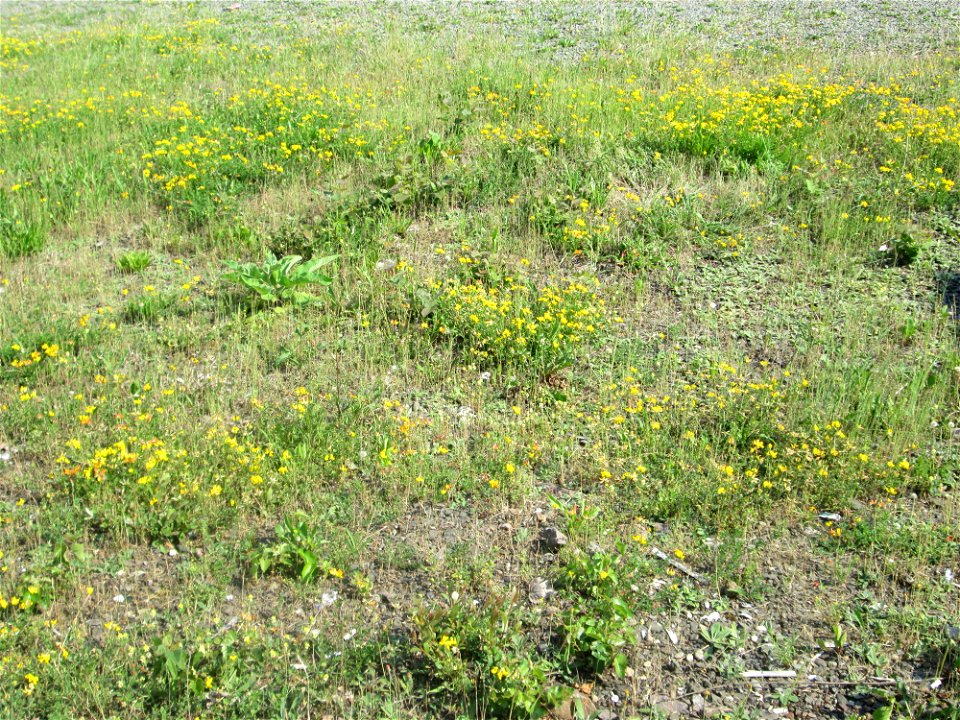 Gewöhnlicher Hornklee (Lotus corniculatus) am Bahnhof Bruchmühlbach-Miesau