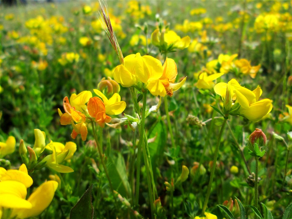 Gewöhnlicher Hornklee (Lotus corniculatus) am Bahnhof Bruchmühlbach-Miesau