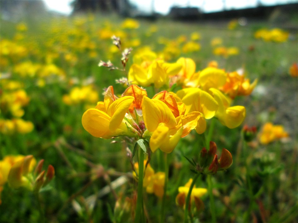 Gewöhnlicher Hornklee (Lotus corniculatus) am Bahnhof Bruchmühlbach-Miesau